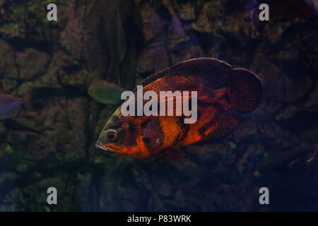 Astronotus floating sotto l'acqua. Oscar pesce Foto Stock