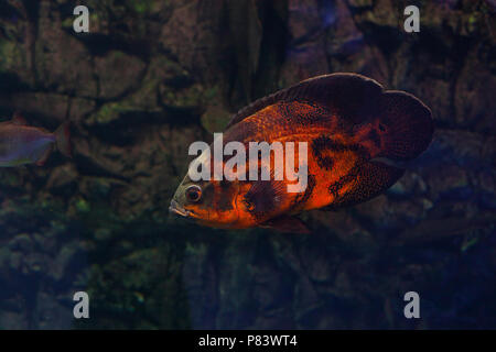 Astronotus ocellatus floating sotto l'acqua. Oscar pesce Foto Stock