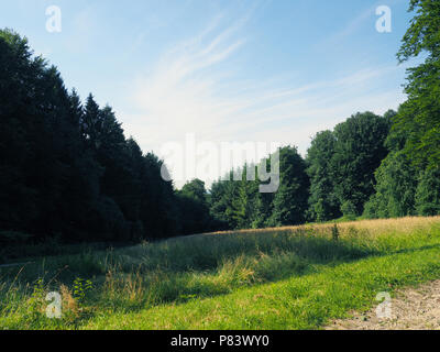 Bellissima radura nella foresta di Teutoburgo in Germania in una giornata di sole Foto Stock