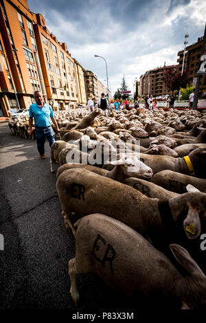 Grande gregge di pecore transiti attraverso le strade della città di Soria durante la transumanza percorsi che avviene nella tarda primavera in Spagna Foto Stock