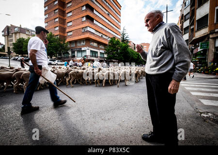 Grande gregge di pecore transiti attraverso le strade della città di Soria durante la transumanza percorsi che avviene nella tarda primavera in Spagna Foto Stock