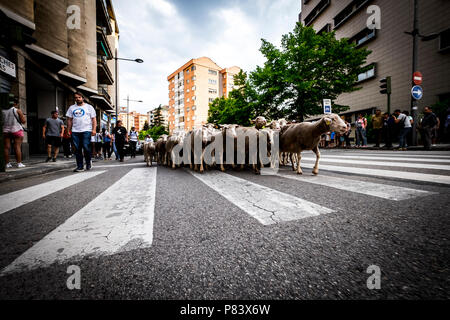 Grande gregge di pecore transiti attraverso le strade della città di Soria durante la transumanza percorsi che avviene nella tarda primavera in Spagna Foto Stock