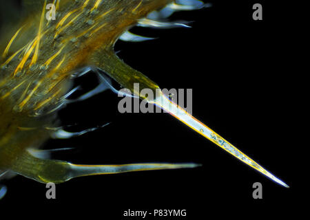 Vista microscopico di comune ortica (Urtica dioica) capelli difensiva. Luce polarizzata, polarizzatori incrociati. Foto Stock