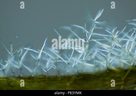 Vista microscopico di mullein comune (Molène thapsus) tricomi (peli). Luce polarizzata, parzialmente polarizzatori incrociati. Foto Stock