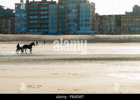 La formazione di un cavallo da corsa sulla spiaggia in autunno con alcuni edifici in background Foto Stock