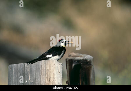 Acorn Woodpecker con acorn nel suo becco Foto Stock