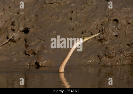 Aninga africana Foto Stock