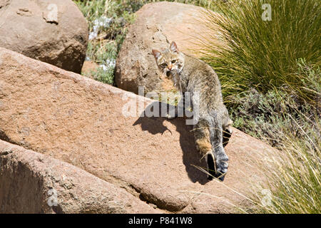 Afrikaanse Wilde Kat op een marcisce; africana di Gatto selvatico tra rocce Foto Stock