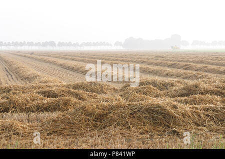 Terra Gemaaid; Agricoltura Foto Stock