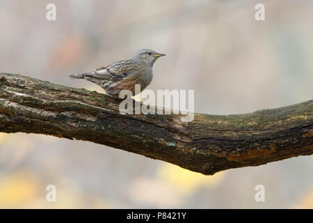 Sordone appollaiato; Alpenheggemus zittend Foto Stock