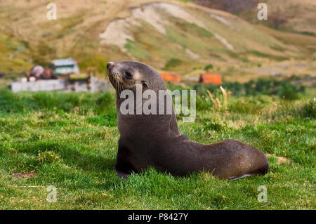 Antarctische Pelsrob, Antartico pelliccia sigillo, Arctocephalus gazella Foto Stock