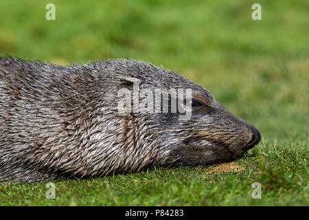 Antarctische Pelsrob, Antartico pelliccia sigillo, Arctocephalus gazella Foto Stock