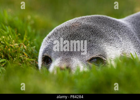 Antarctische Pelsrob, Antartico pelliccia sigillo, Arctocephalus gazella Foto Stock