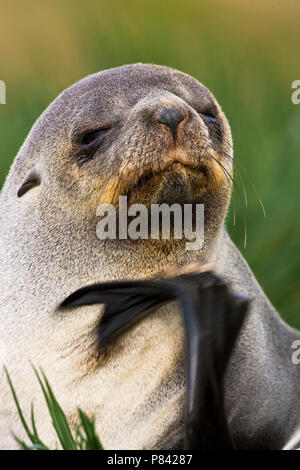 Antarctische Pelsrob, Antartico pelliccia sigillo, Arctocephalus gazella Foto Stock