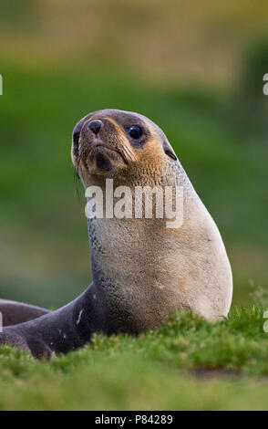 Antarctische Pelsrob, Antartico pelliccia sigillo, Arctocephalus gazella Foto Stock