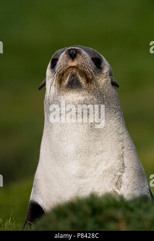 Antarctische Pelsrob, Antartico pelliccia sigillo, Arctocephalus gazella Foto Stock