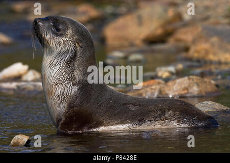 Antarctische Pelsrob, Antartico pelliccia sigillo, Arctocephalus gazella Foto Stock