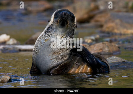 Antarctische Pelsrob, Antartico pelliccia sigillo, Arctocephalus gazella Foto Stock