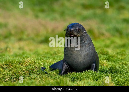 Antarctische Pelsrob, Antartico pelliccia sigillo Foto Stock