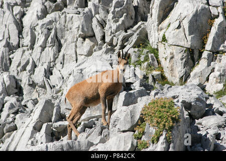 Camoscio dei pirenei sulle rocce nei Pirenei, gemme Pyreneese op rotsen Pyreneen Spanje Foto Stock