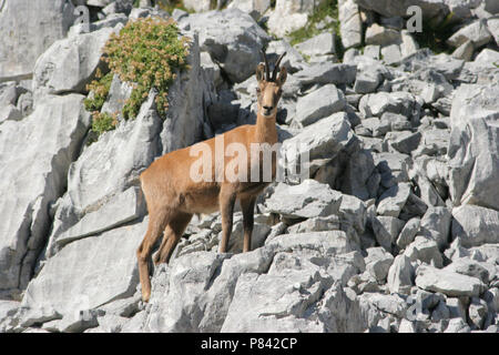 Camoscio dei pirenei sulle rocce nei Pirenei, gemme Pyreneese op rotsen Pyreneen Spanje Foto Stock