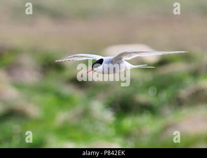 Arctic Tern in lfight Foto Stock