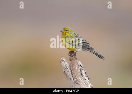 Maschio Canarie Atlantico arroccato su un reggiseno,ch in Isole Desertas, off Madera. Foto Stock