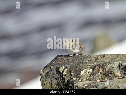 Alaskafluithaas, acciuffato pika Foto Stock