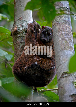 Vliegende Filipijnse kat, filippino lemuri volanti, Cynocephalus volans Foto Stock