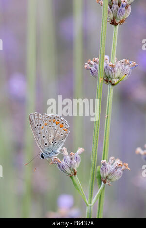 Icarusblauwtje, comune blu, Polyommatus Icarus Foto Stock