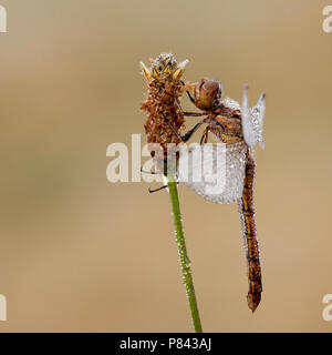 Bruinrode heidelibel incontrato dauwdruppels, comune Darter di rugiada Foto Stock