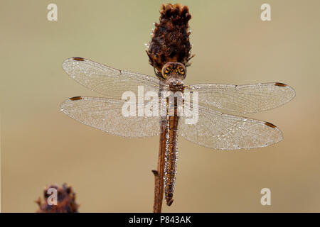 Bruinrode heidelibel incontrato dauwdruppels, comune Darter di rugiada Foto Stock