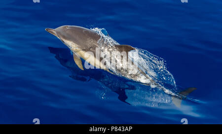 A breve becco delfino comune jumping davanti la nostra barca off Graciosa, Azzorre. Agosto 2012. Foto Stock
