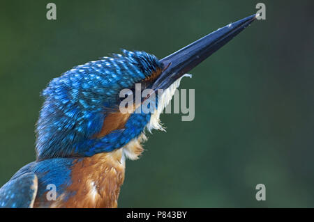 Close up Common Kingfisher, close-up IJsvogel Foto Stock