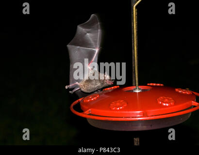 Kleine langtongvleermuis nettare etend uit nectarvoederstation, Pallas di lungo-tongued alimentazione bat a Hummingbird feeder Foto Stock