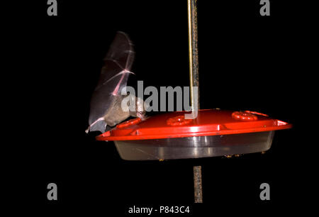 Kleine langtongvleermuis nettare etend uit nectarvoederstation, Pallas di lungo-tongued alimentazione bat a Hummingbird feeder Foto Stock