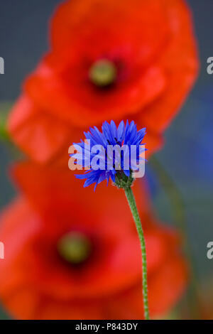 Bloem van korenbloem en Grote klaproos , Fiore di fiordaliso e papavero comune Foto Stock