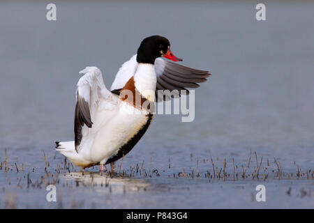 Volpoca;; Shelduck Tadorna tadorna Foto Stock