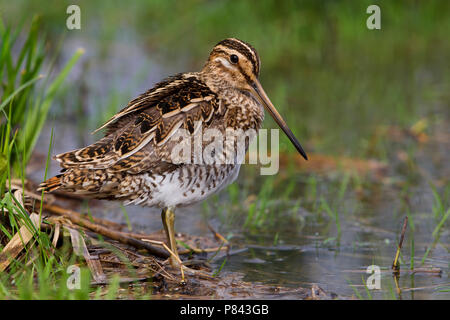 Beccaccino; Beccaccino; Gallinago gallinago Foto Stock