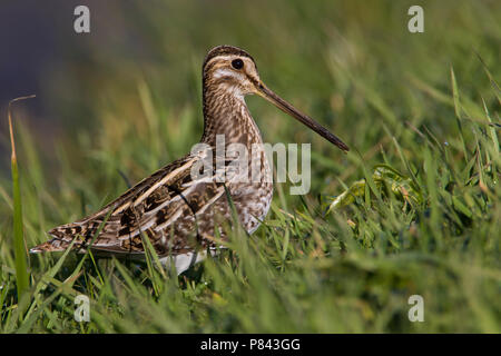 Beccaccino; Beccaccino; Gallinago gallinago Foto Stock