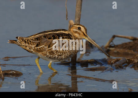 Beccaccino; Beccaccino; Gallinago gallinago Foto Stock