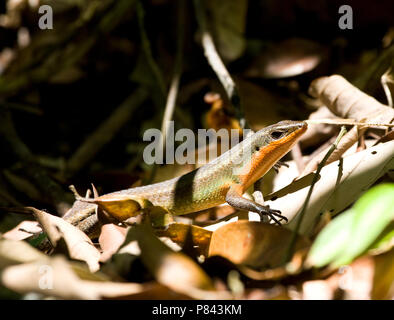 Sun comune Skink, Eutropis multifasciata Foto Stock