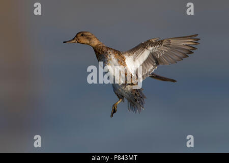 Alzavola; Eurasian Teal; Anas crecca Foto Stock