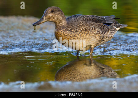 Alzavola; Eurasian Teal; Anas crecca Foto Stock