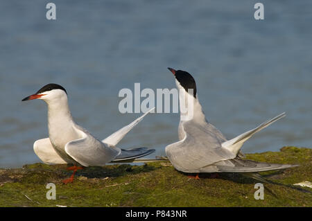 Tern comune visualizzazione; Visdief baltsend Foto Stock