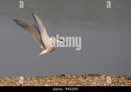 Comune di Volo Tern; Vliegende Visdief Foto Stock