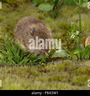 In Veldmuis de vegetatie, comune Vole nella vegetazione Foto Stock