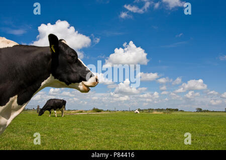 Weiland incontrato koeien, prato con mucche Foto Stock