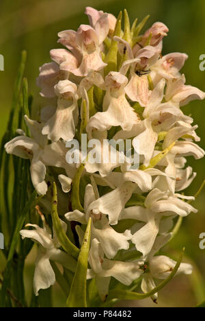 Flora europea, fiori Foto Stock