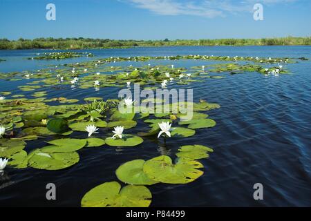 Il Delta del Danubio; Donaudelta Foto Stock